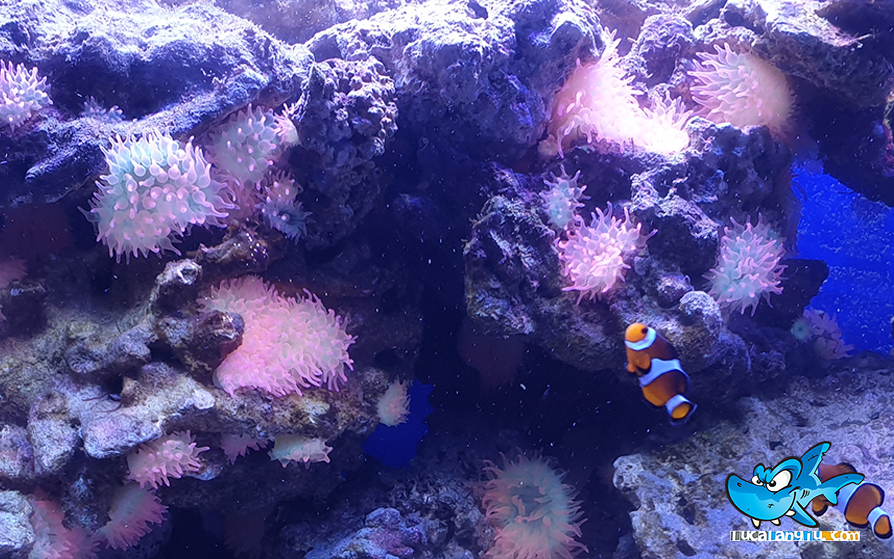 Photo of Allevare anemoni in acquario – Entacmaea Quadricolor