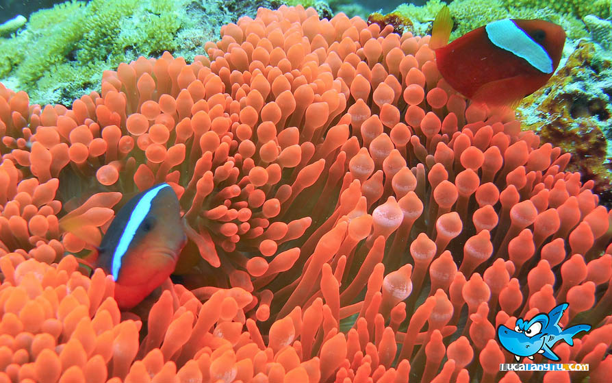 Amphiprion frenatus