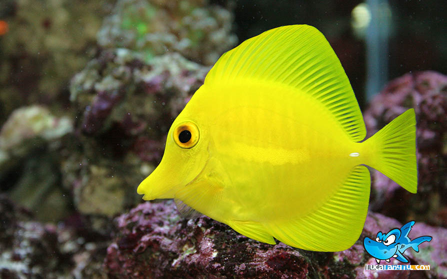 Photo of Zebrasoma flavescens