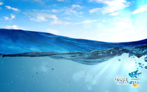 I parametri ottimali in un acquario marino di barriera — Reef Aquarium.it