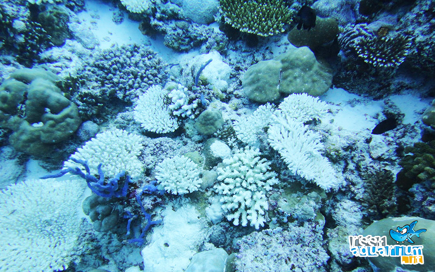 Le conseguenze nefaste dello sbiancamento dei coralli