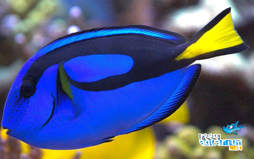 Paracanthurus Hepatus