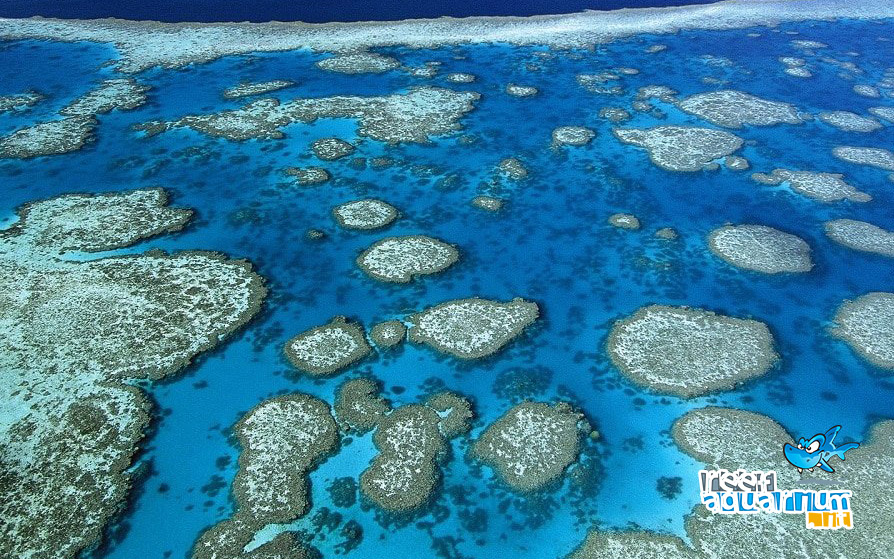 Il declino della Grande barriera corallina!