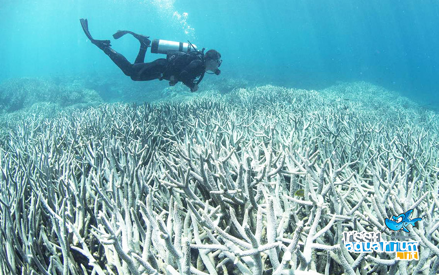 Il declino della Grande barriera corallina!