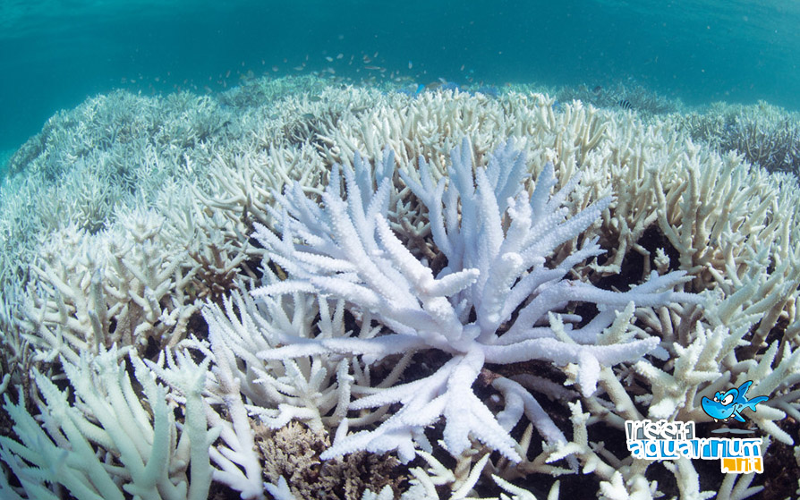 Il declino della Grande barriera corallina!