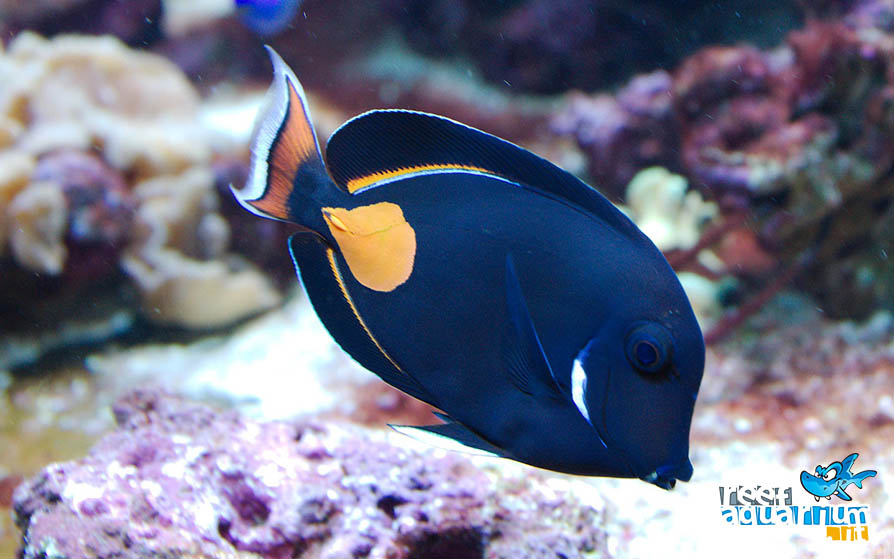 Photo of Acanthurus achilles