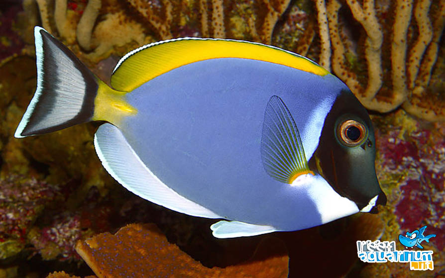 Photo of Acanthurus leucosternon