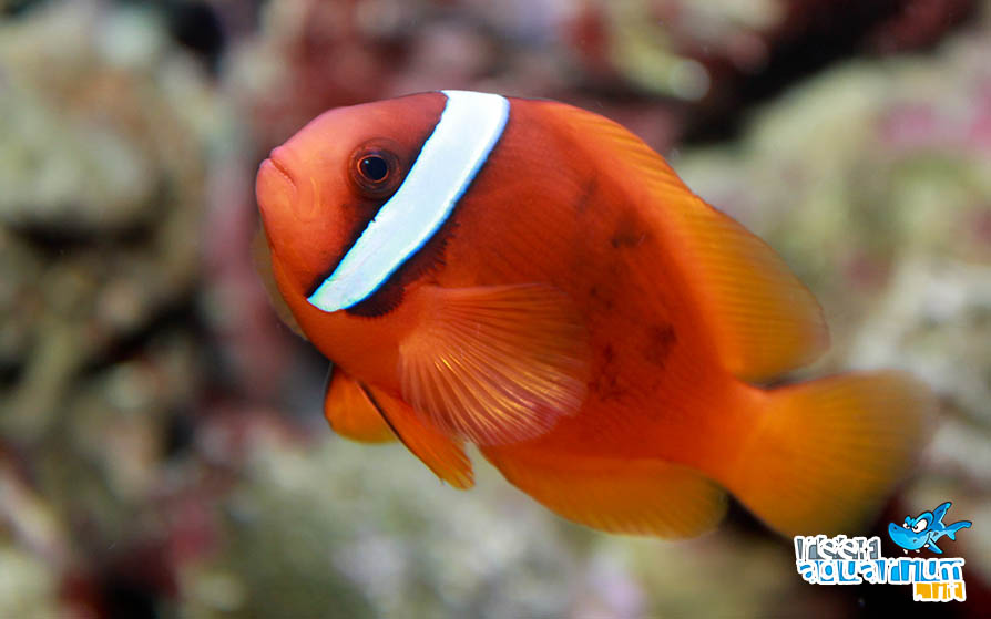 Photo of Amphiprion frenatus