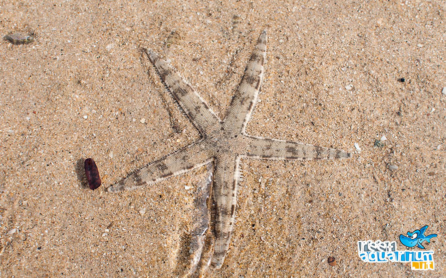 Photo of Archaster typicus