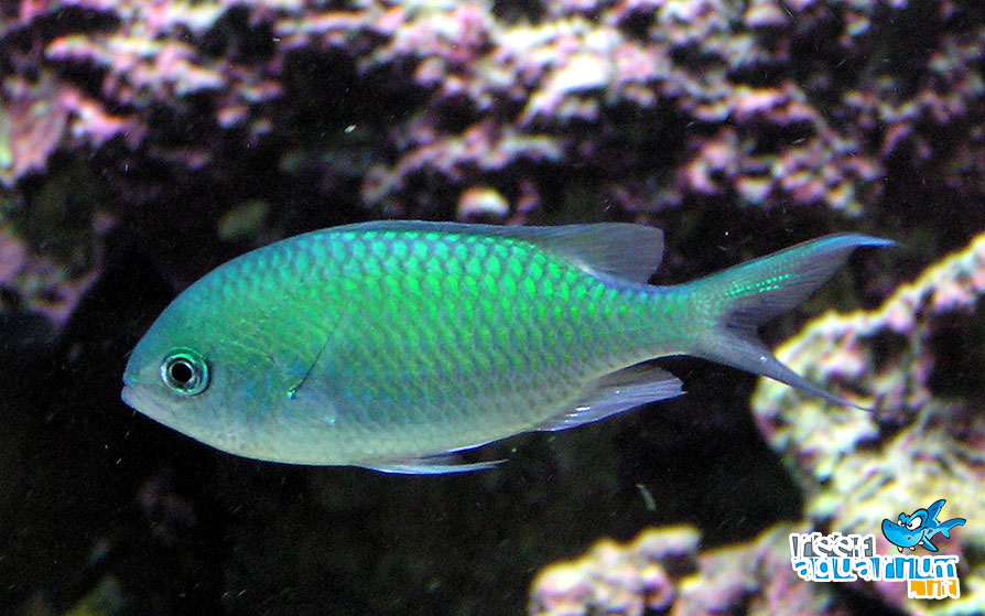 Chromis viridis