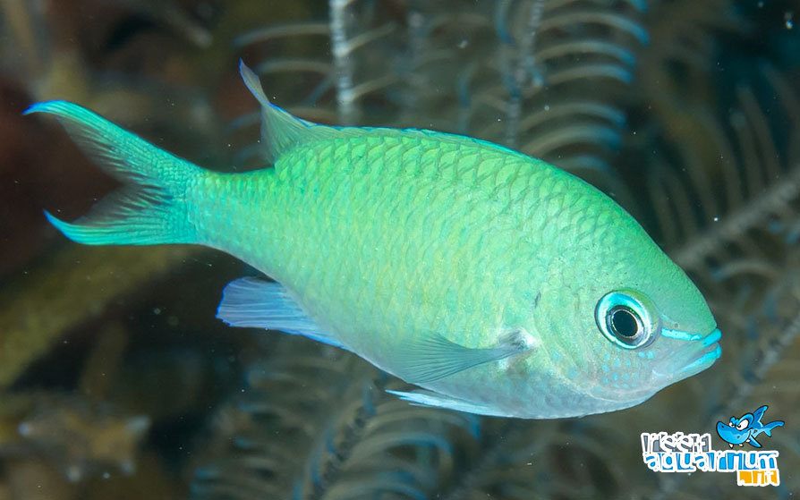 Chromis viridis