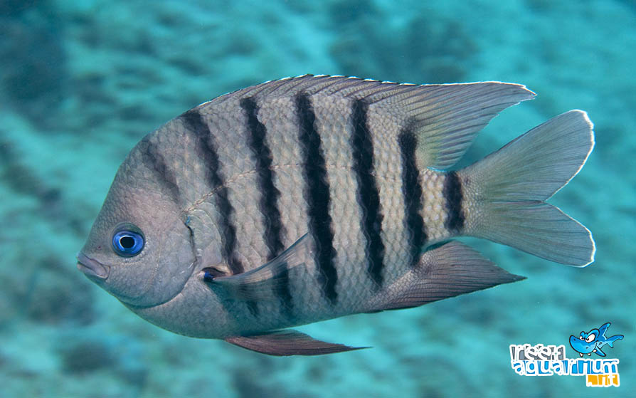 Photo of Abudefduf bengalensis