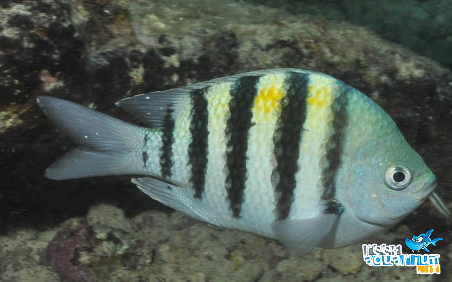 Abudefduf saxatilis