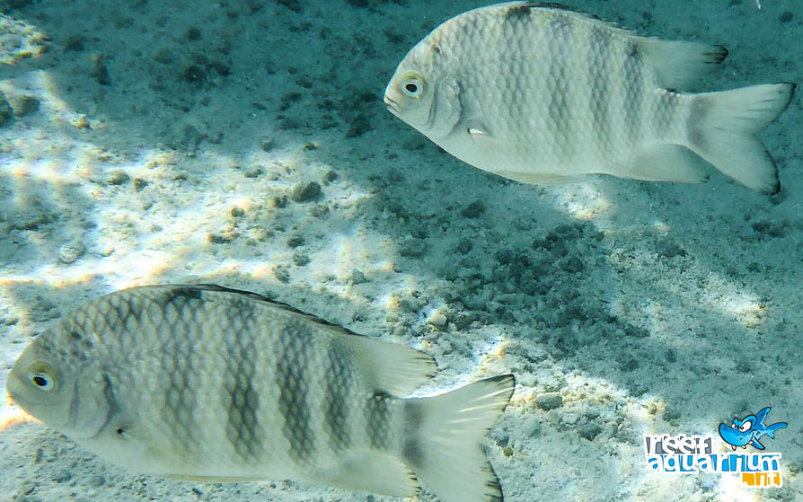 Abudefduf septemfasciatus