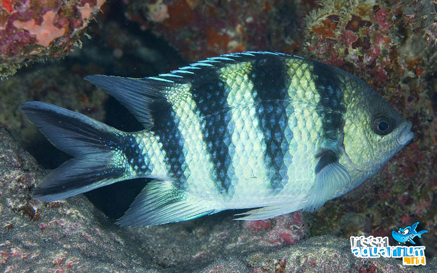 Photo of Abudefduf sexfasciatus