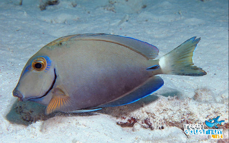 Acanthurus bahianus