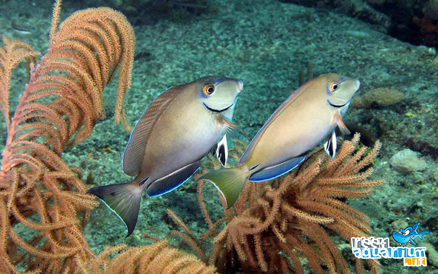 Acanthurus bahianus