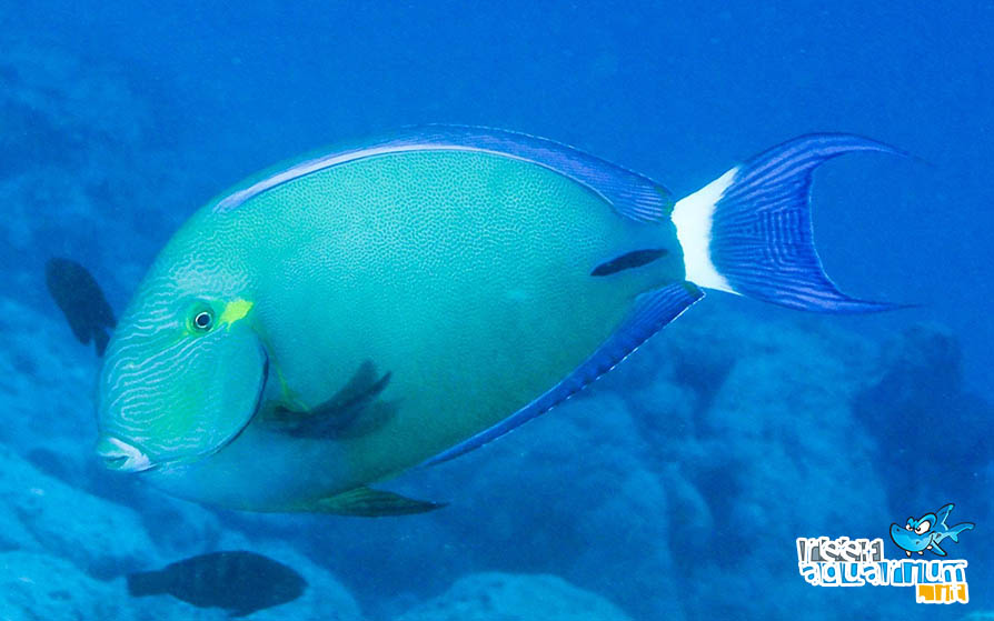 Photo of Acanthurus blochii