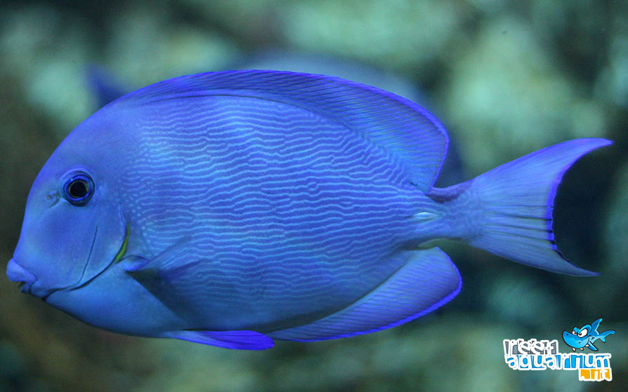 Photo of Acanthurus coeruleus