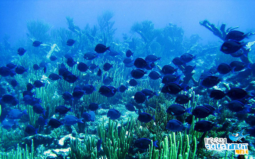 Acanthurus coeruleus