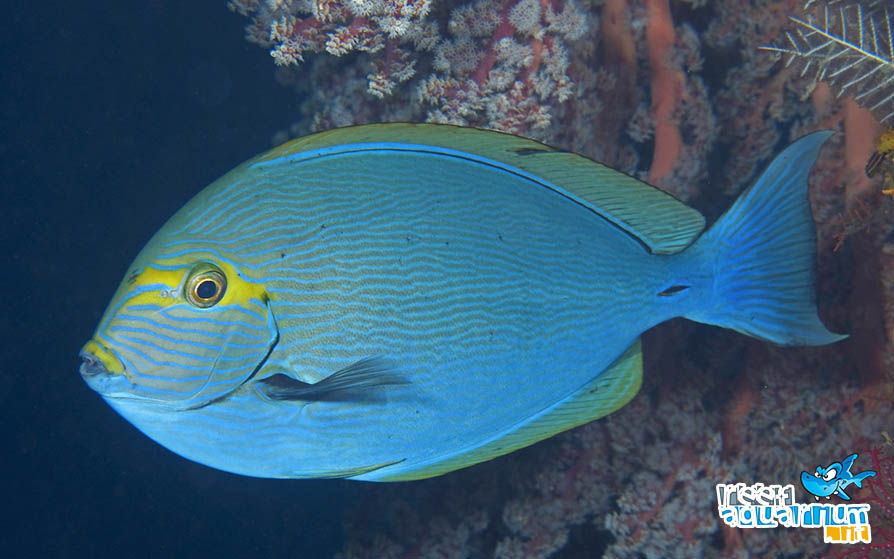 Photo of Acanthurus mata