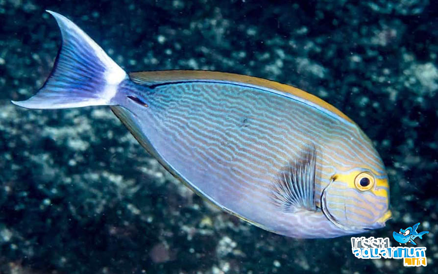 Acanthurus mata