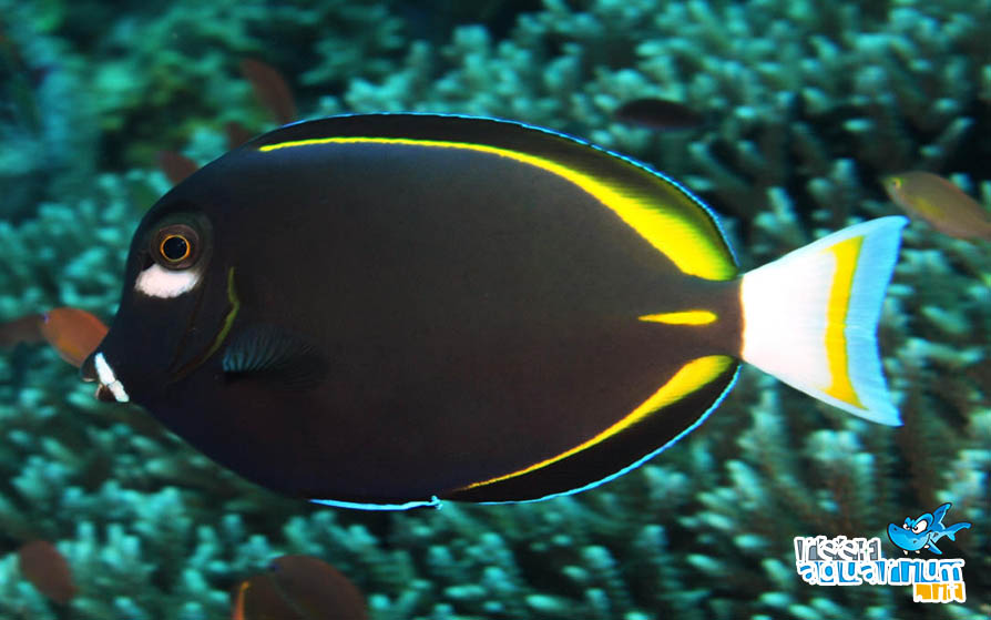 Acanthurus nigricans