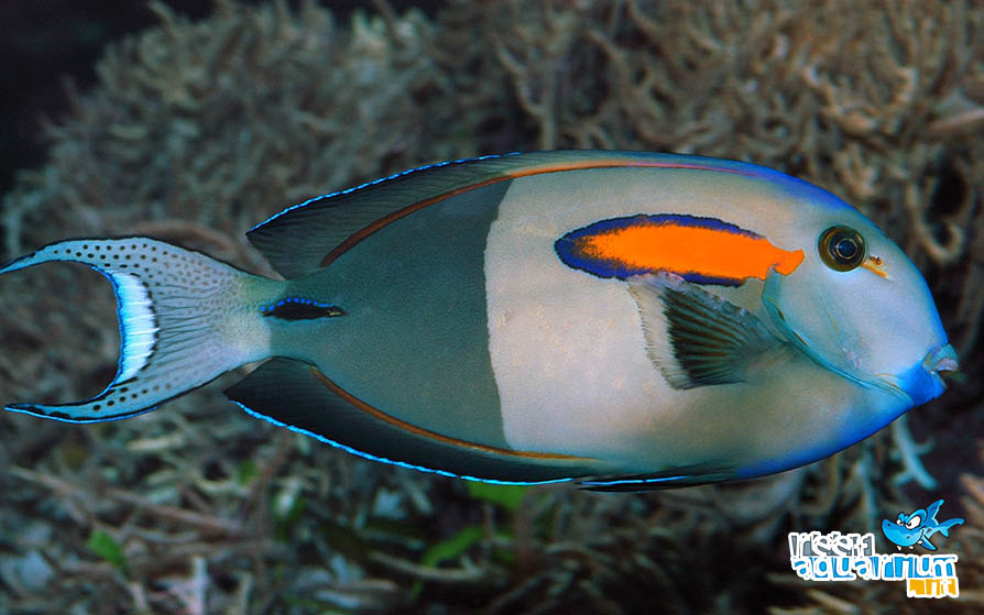 Photo of Acanthurus olivaceus