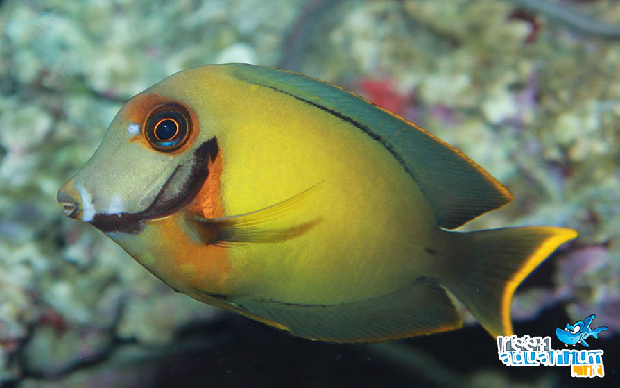 Acanthurus pyroferus