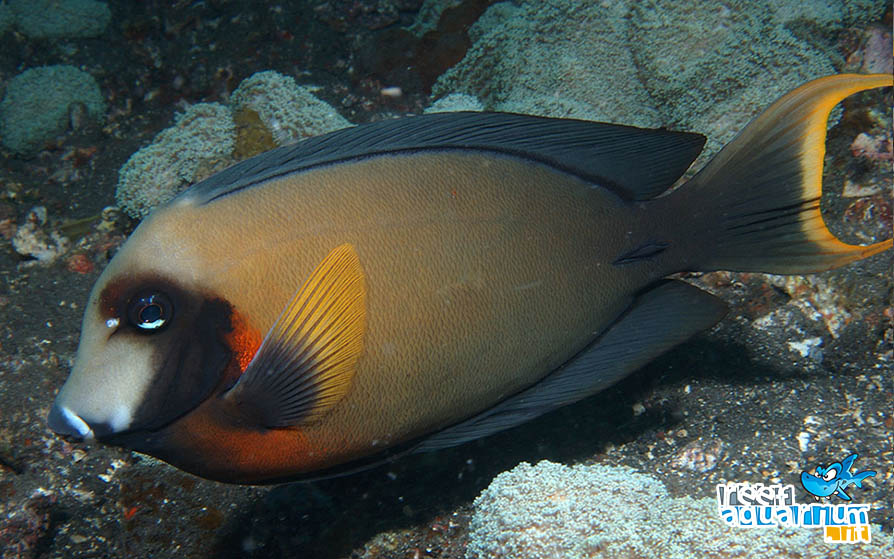 Acanthurus pyroferus