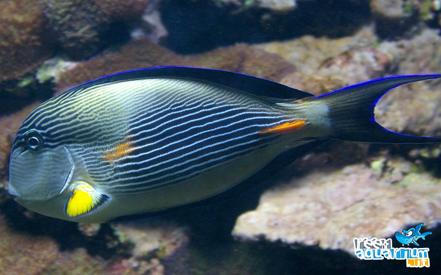 Acanthurus sohal