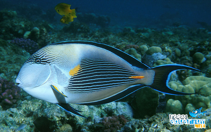 Acanthurus sohal