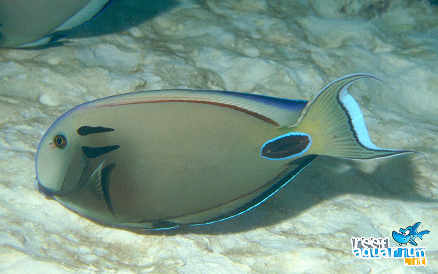 Photo of Acanthurus tennenti