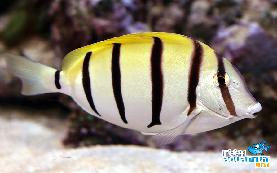 Photo of Acanthurus triostegus