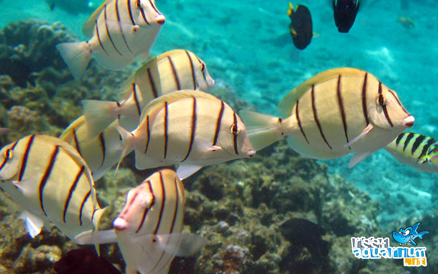 Acanthurus triostegus