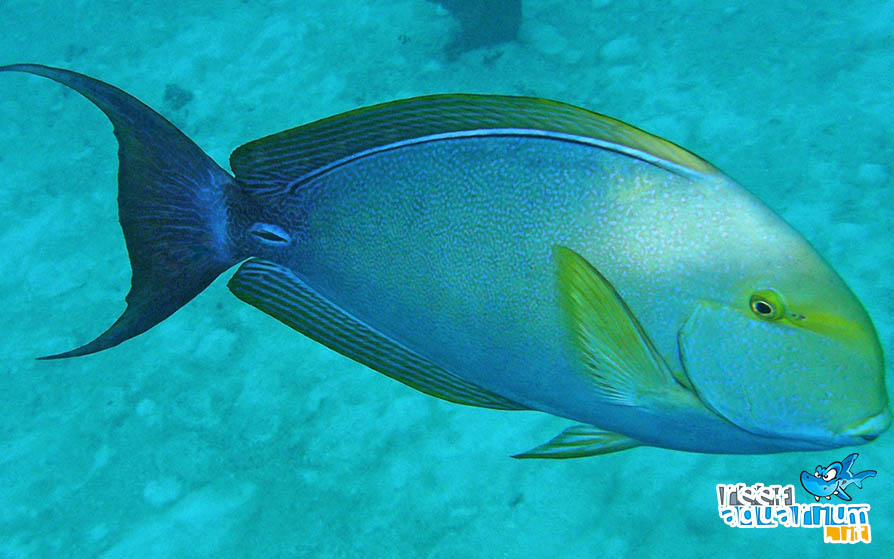 Acanthurus xanthopterus
