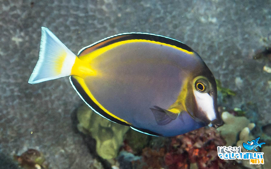 Acanthurus japonicus