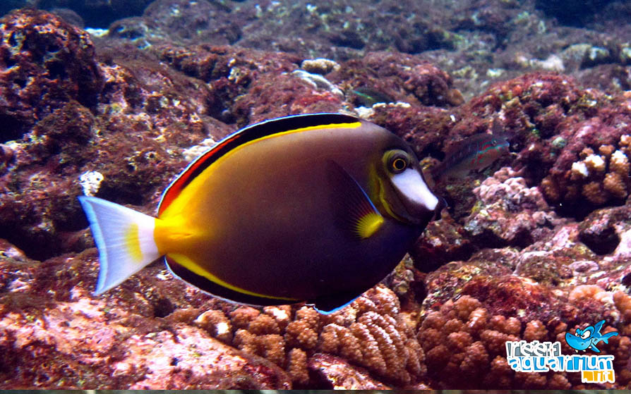 Acanthurus japonicus