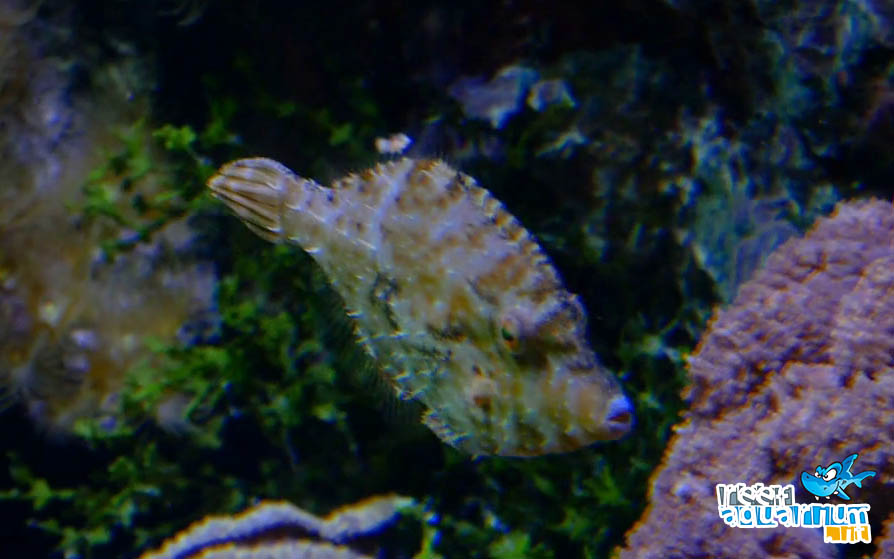 Acreichthys tomentosus