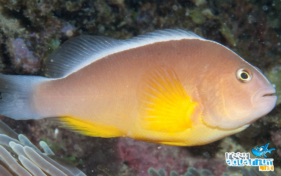 Photo of Amphiprion akallopisos