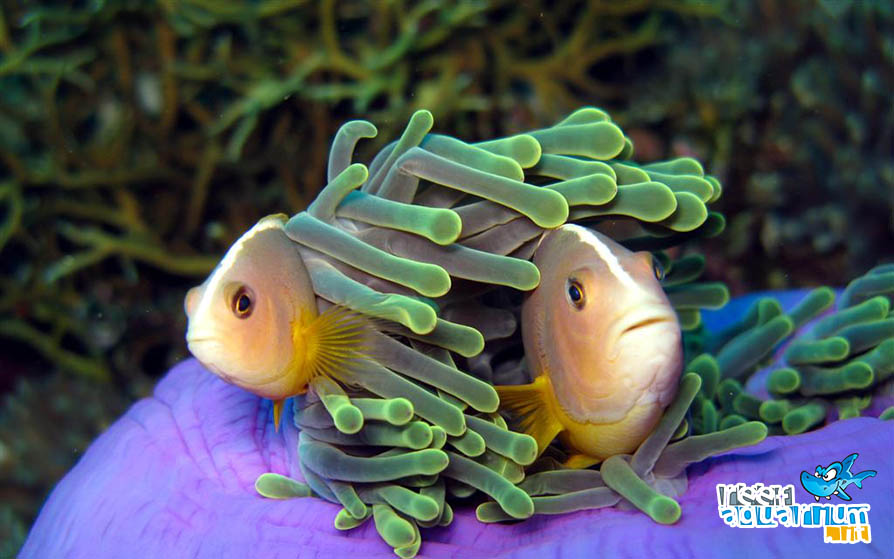 Amphiprion akallopisos