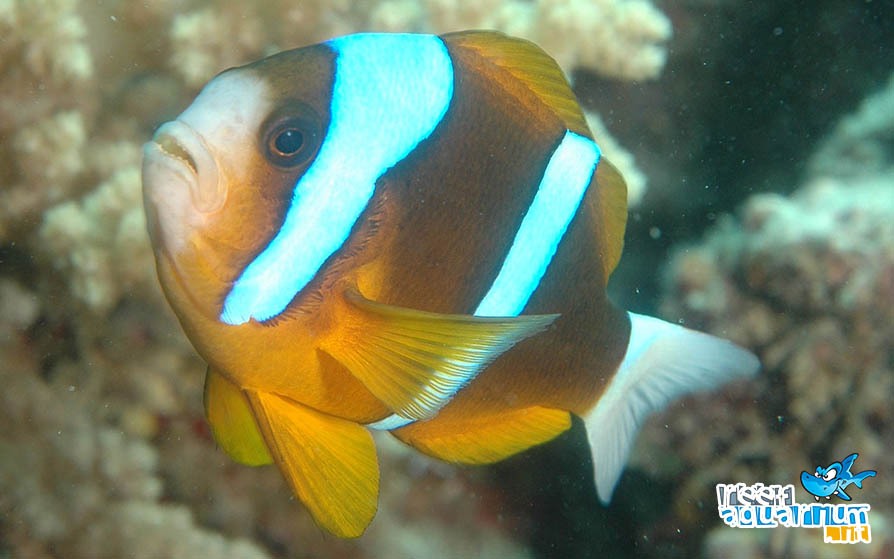 Photo of Amphiprion akindynos