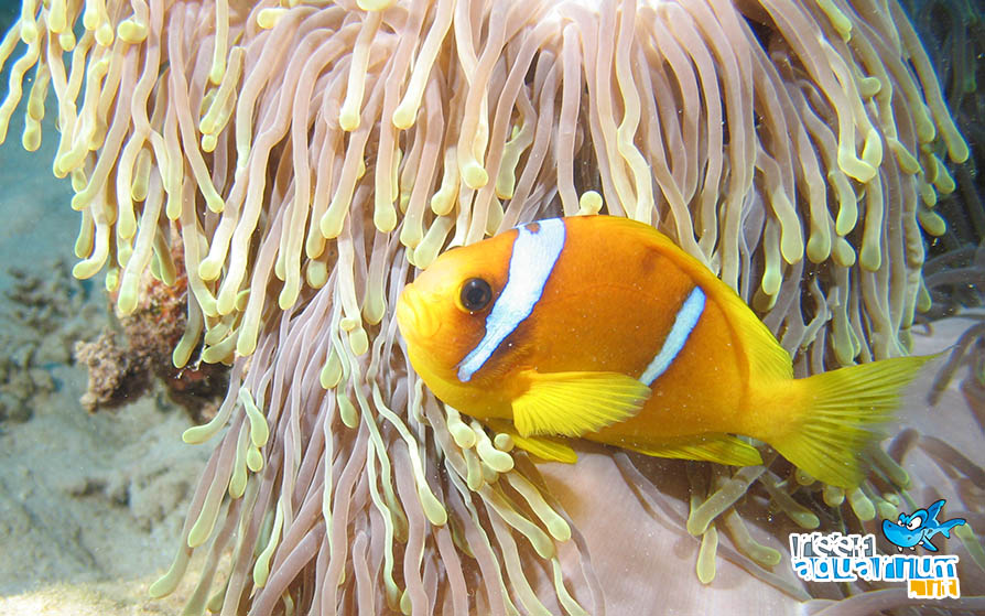 Amphiprion bicinctus