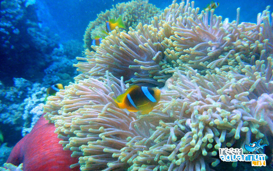 Amphiprion bicinctus