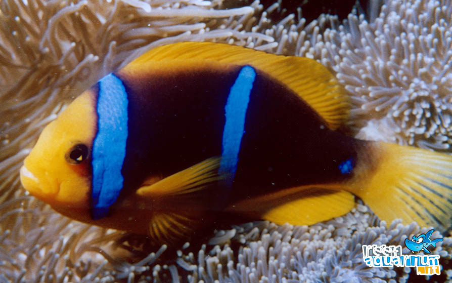 Photo of Amphiprion chrysopterus