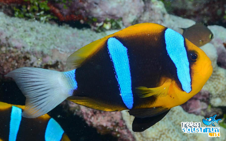 Amphiprion chrysopterus