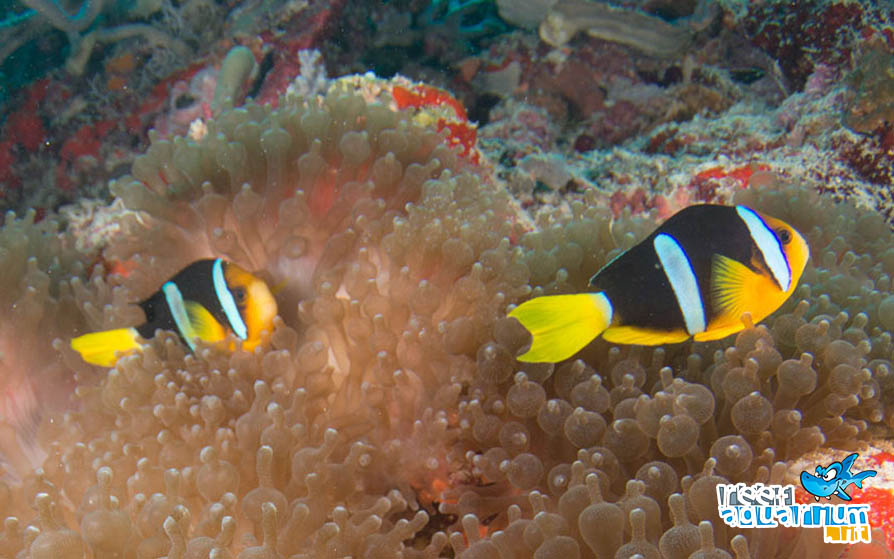 Amphiprion clarkii