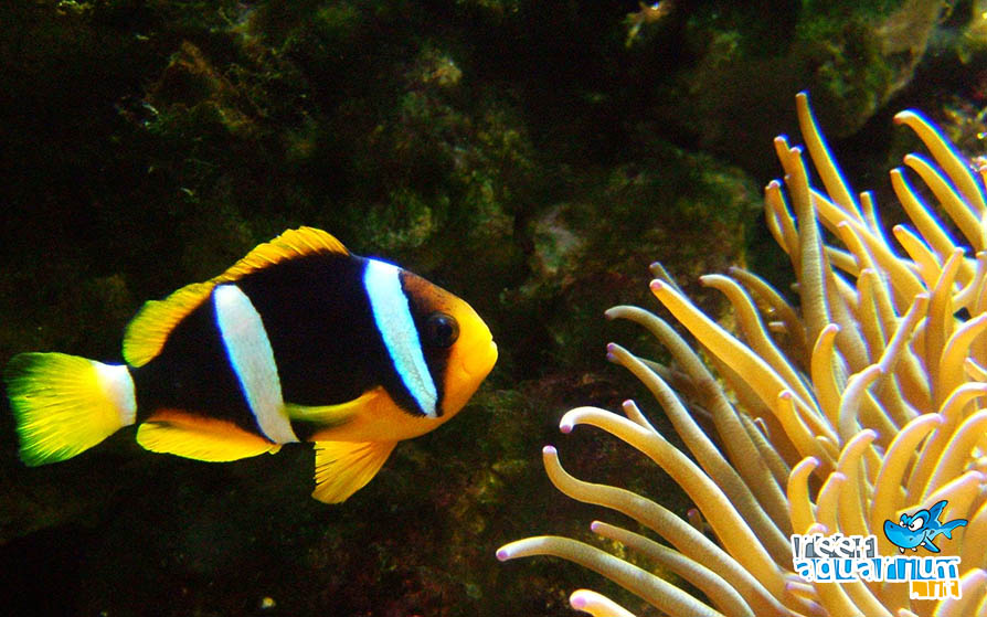 Amphiprion clarkii