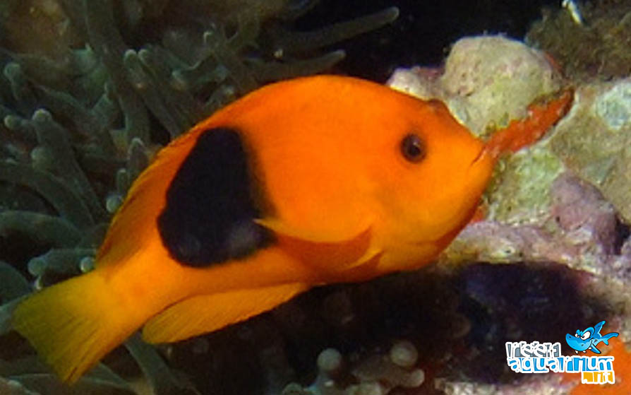 Photo of Amphiprion ephippium