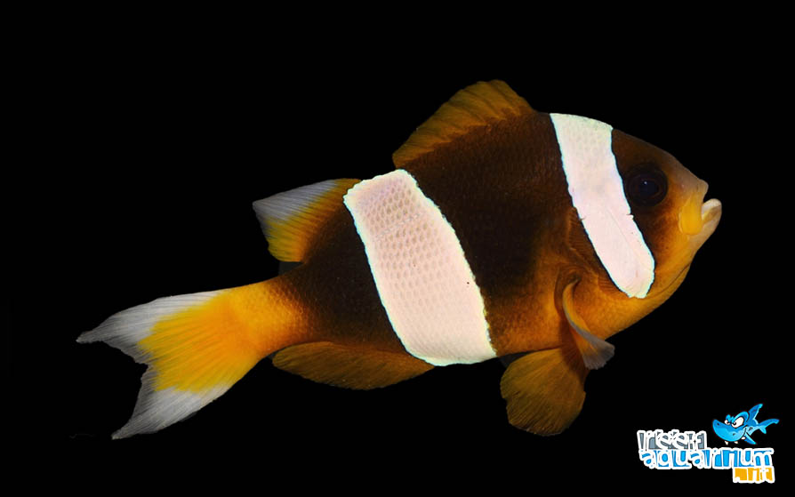 Photo of Amphiprion latifasciatus